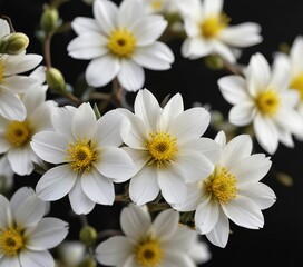 Fototapeta premium Unique perspective of white and yellow blossom on black backdrop, freshness, magical, nature details, ethereal, fairy tale