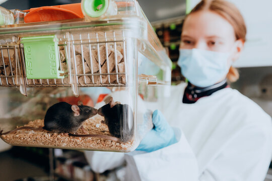 Zwei schwarze M&auml;use in sozialem Kontakt in ihrem K&auml;fig, der von einer (maskierten) Wissenschaftlerin in den H&auml;nden gehalten wird