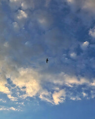 seagull in the sky