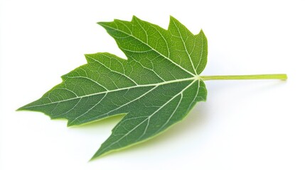 Obraz premium Green maple leaf resting on a clean white background showcasing intricate vein patterns and vibrant natural color.