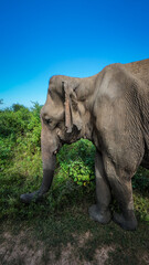 Naklejka premium The safari in Udawalawe National Park in Sri Lanka