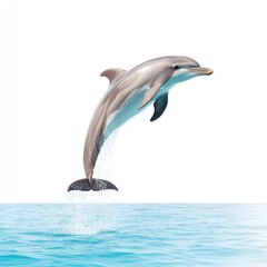 Leaping Dolphin Splashes Joyfully in Clear Blue Water Against White Background for Nature and Wildlife Illustrations