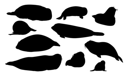 Set of silhouettes of harbor seals and their pups. Seal Phoca vitulina. Wild animals of the northern hemisphere. Realistic pinniped animal