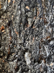 bark of a tree