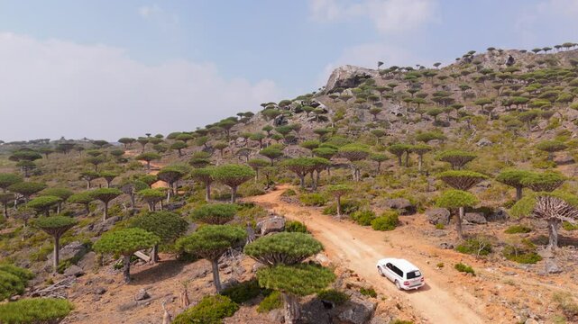 Rising aerial shot of a 4x4 driving through Dragon blood trees on Socotra island in Yemen