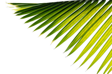 tropical palm leaf isolated on white background