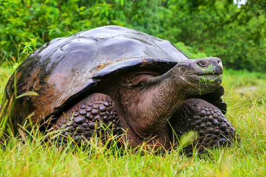 Galapagos giant tortoise on Santa Cruz Island in Galapagos National Park, Ecuador