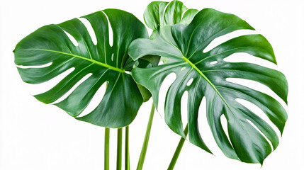 Monstera plant leaves from the tropical evergreen vine, isolated on a white background with clipping path included.