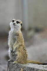 portrait meerkat(Suricata suricatta) standing on stump and alert.