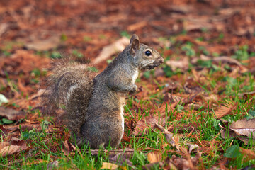 Autumn at Parco Sempione, Milan: a squirrel