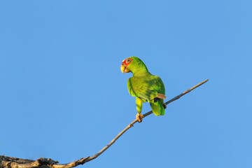 White-fronted amazon (Amazona albifrons) sitting in a tree
