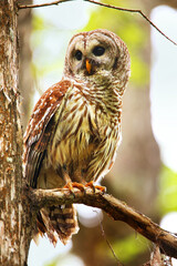 Barred owl (Strix varia) sitting on a tree