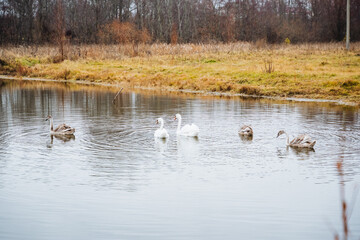 A charming group of ducks glides and swims in a serene pond, creating soft ripples on the tranquil waters surface as they move effortlessly, enjoying their surroundings