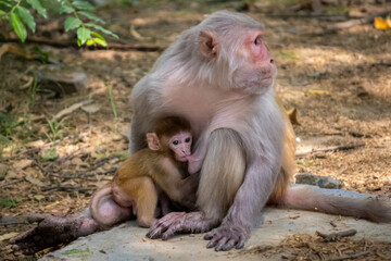 Naklejka premium Monkey mother with her baby. Baby monkey sitting beside mother and drinking milk