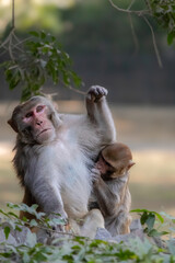 Pair of monkeys engaging in classic grooming behavior in a zoo