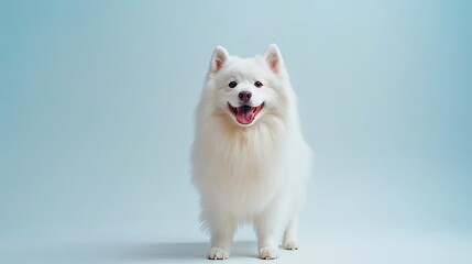 Happy fluffy white dog standing against a light blue background smiling with tongue out in a playful and cheerful mood