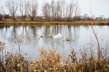 A tranquil group of ducks gracefully swims on a calm lake, surrounded by tall trees in the background, which together create a serene and beautiful natural landscape that captivates the eye