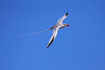 Red-billed tropicbird in flight on Espanola Island, Galapagos National park, Ecuador.