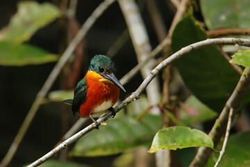 American pygmy kingfisher (Chloroceryle aenea) perched on a stick