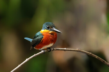 American pygmy kingfisher (Chloroceryle aenea) perched on a stick