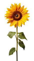 Naklejka premium PNG Sunflower plant inflorescence asterales.