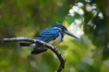 Female Amazon kingfisher (Chloroceryle amazona) perched in a tree