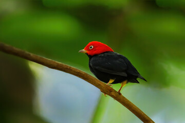 Red-capped manakin (Ceratopipra mentalis) sitting on a branch