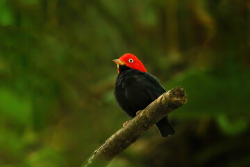 Red-capped manakin (Ceratopipra mentalis) sitting on a branch