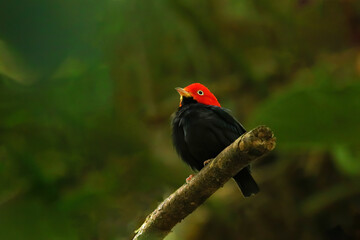 Red-capped manakin (Ceratopipra mentalis) sitting on a branch
