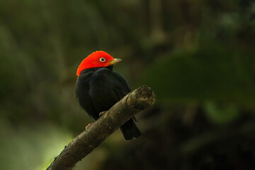 Red-capped manakin (Ceratopipra mentalis) sitting on a branch