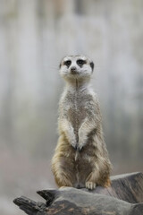 portrait meerkat(Suricata suricatta) standing and alert.