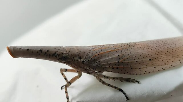 brown laternfly