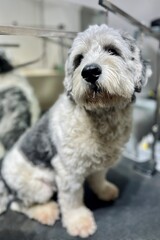 White and gray Podskoy Lowland Shepherd sitting on black grooming table before haircut in grooming salon against mirror background. Large dog
