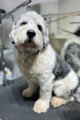 White and grey polish Lowland Shepherd sitting on black grooming table before haircut in grooming salon against mirror background near scissors. Large dog