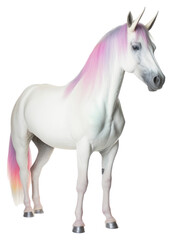 Obraz premium PNG Stallion animal mammal horse.