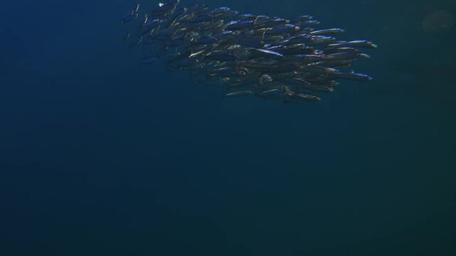 Underwater footage of South Africa. Amazing fish bait ball sardine school run. Pod of dolphins hunt Marine aquatic mammals wildlife of Africa concept. Dolphins attacking pod of fish in Atlantic ocean.