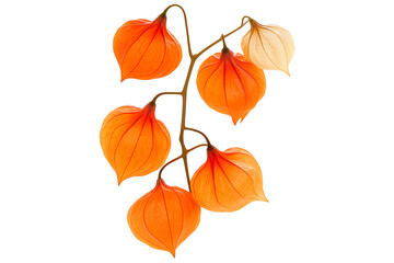 Vibrant orange physalis lantern flowers with delicate veins, isolated on white transparent background.