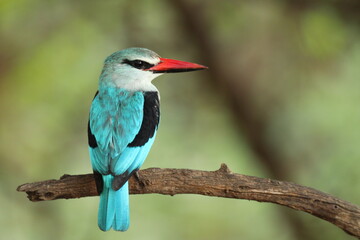 Woodland Kingfisher @ Kruger National Park