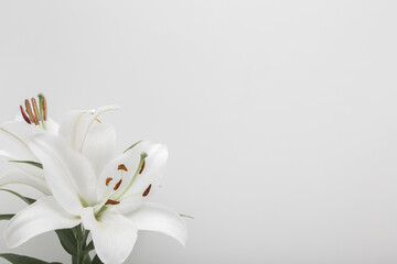 Fresh white lily flower on light gray table background. Closeup. Condolence card. Empty place for...