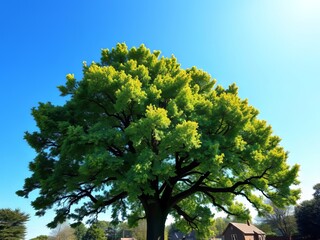 Fototapeta premium Majestic Oak Against Azure Sky - Stunning Nature Photography