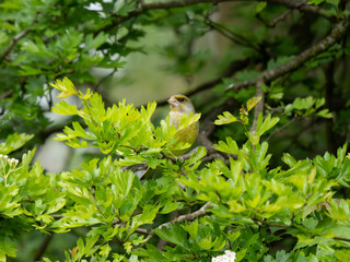 Greenfinch Perched on a Branch