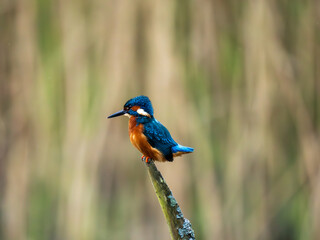 Kingfisher in a Reed Bed Fishing
