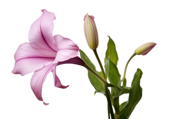 PNG Belladonna lily flower petal plant.
