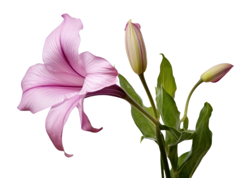 PNG Belladonna lily flower petal plant.