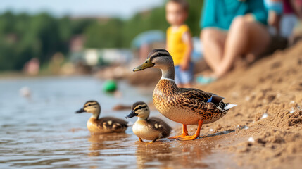 Mother Duck with Ducklings on Sandy Beach by Calm Water in Bright Sunny Day