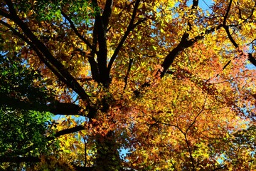 紅葉のグラデーション