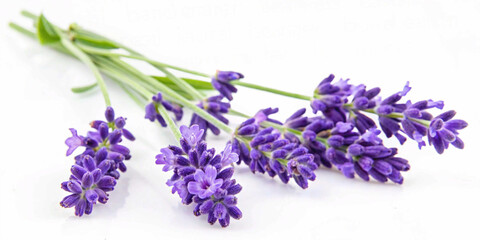 lavender flowers isolated on white, Elegant Purple Lavender Sprigs on a Clean White Background – Botanical Minimalism