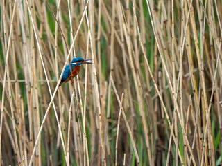 Kingfisher in a Reed Bed Fishing