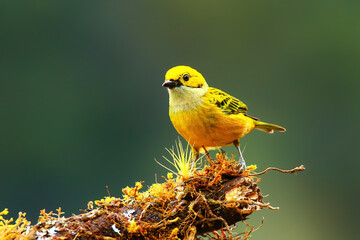 Obraz premium Silver-throated tanager (Tangara icterocephala) sitting on a branch