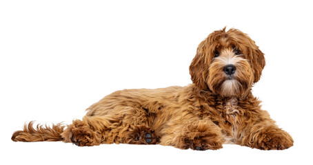 Adorable young labradoodle dog pup with white spots, laying down side ways. Looking towards camera....